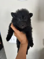 Bella, a female Pomeranian for sale in Chatsworth, GA – 1 of 1