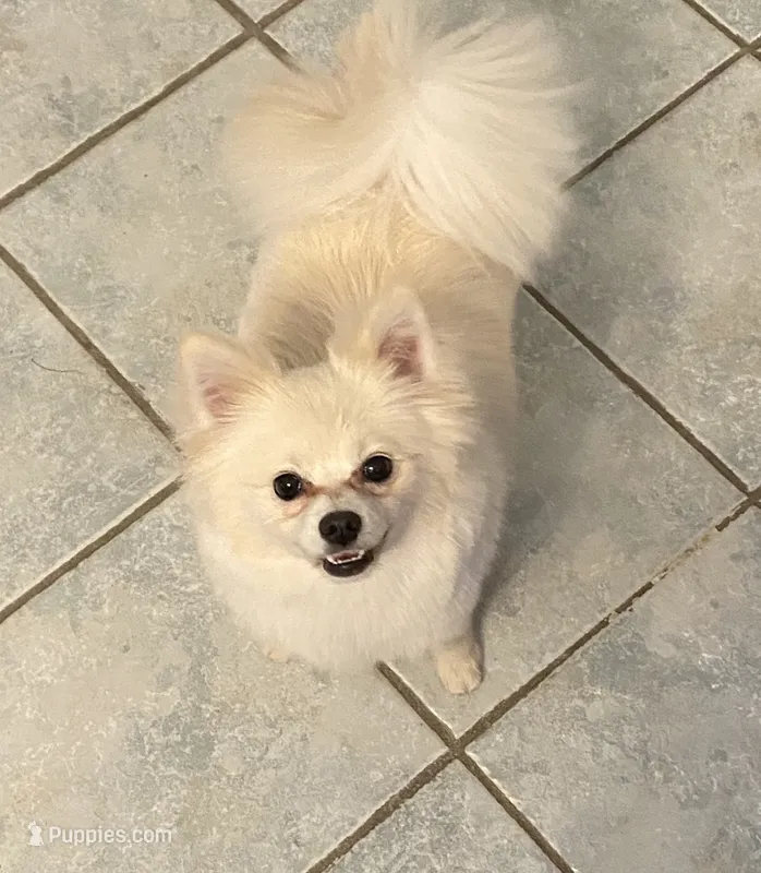Millie – Pomeranian puppy for sale in Chatsworth, GA