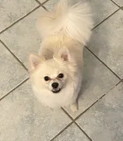 Millie, a female Pomeranian for sale in Chatsworth, GA – 3 of 8