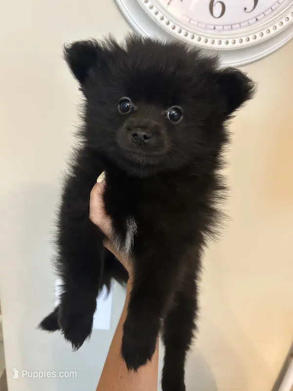 Jett – Pomeranian puppy for sale in Chatsworth, GA