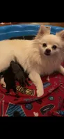 Millie, a female Pomeranian for sale in Chatsworth, GA – 5 of 8