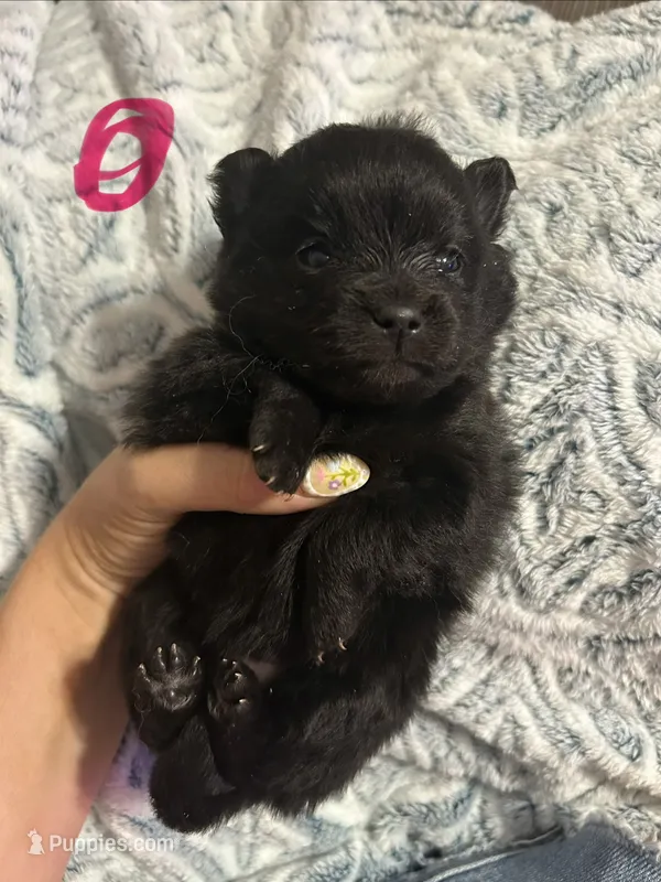 Nala – Pomeranian puppy for sale in Chatsworth, GA