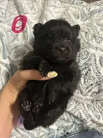 Nala, a female Pomeranian for sale in Chatsworth, GA – 1 of 1