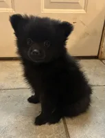 Jett, a male Pomeranian for sale in Chatsworth, GA – 3 of 3