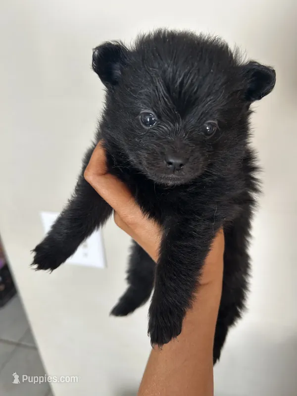 Nala – Pomeranian puppy for sale in Chatsworth, GA