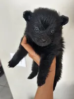 Nala, a female Pomeranian for sale in Chatsworth, GA – 1 of 1