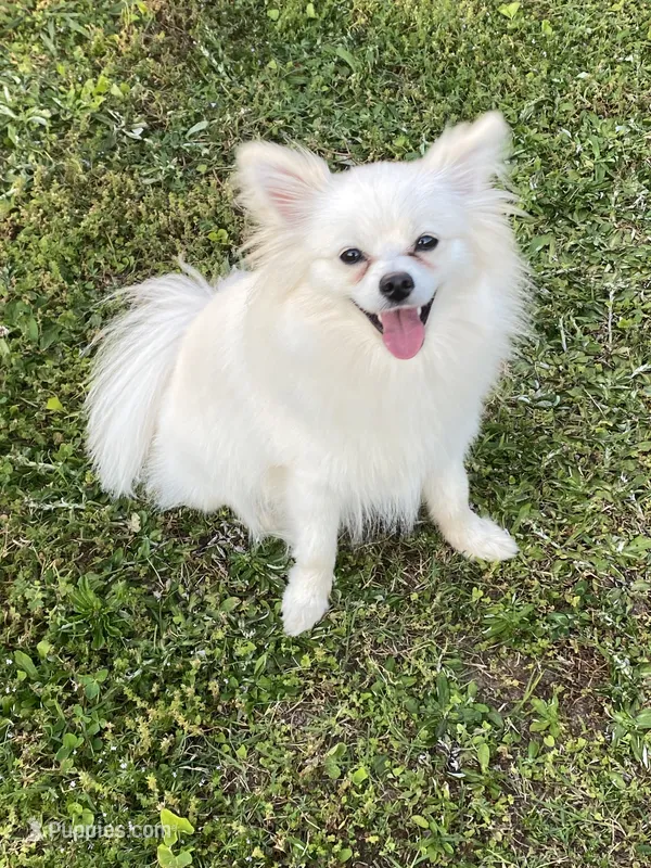 Millie – Pomeranian puppy for sale in Chatsworth, GA