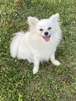 Millie, a female Pomeranian for sale in Chatsworth, GA – 1 of 8