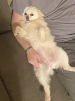 Millie, a female Pomeranian for sale in Chatsworth, GA – 7 of 8