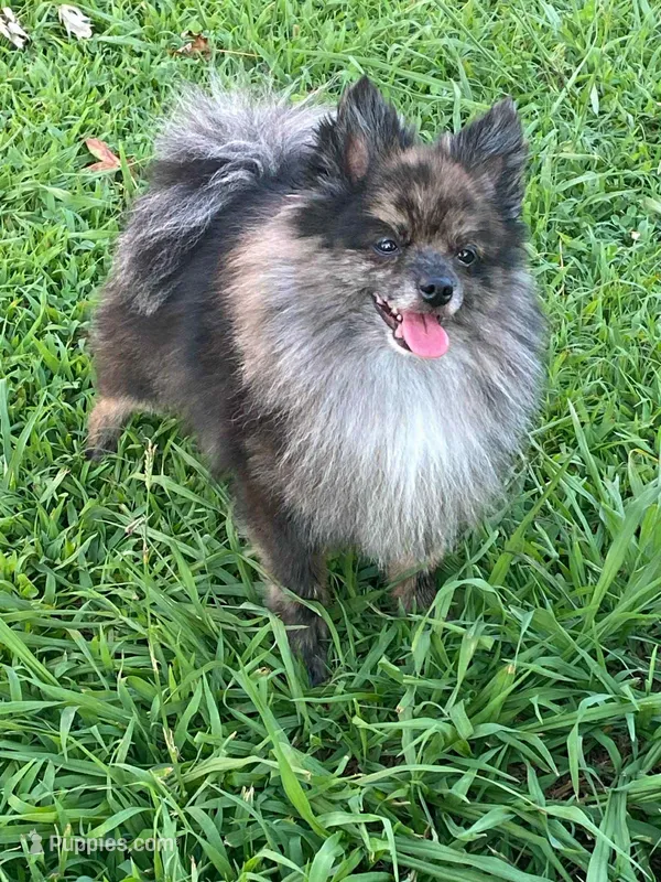 Marty – Pomeranian puppy for sale in Chatsworth, GA