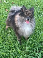 Marty, a male Pomeranian for sale in Chatsworth, GA – 1 of 1