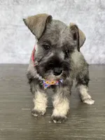 Tina, a female Miniature Schnauzer for sale in Cape Coral, FL – Photo 1 of 4