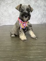 Tina, a female Miniature Schnauzer for sale in Cape Coral, FL – Photo 4 of 4