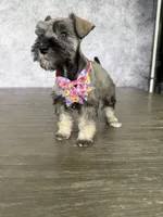 Tina, a female Miniature Schnauzer for sale in Cape Coral, FL – Photo 3 of 4
