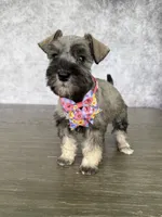 Tina, a female Miniature Schnauzer for sale in Cape Coral, FL – Photo 2 of 4