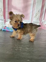 Tiny-West 1 Lbs, a male Yorkshire Terrier for sale in Cape Coral, FL – 5 of 6