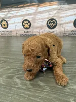 AKC-Milly, a female Poodle - Standard  for sale in Cape Coral, FL – 2 of 6