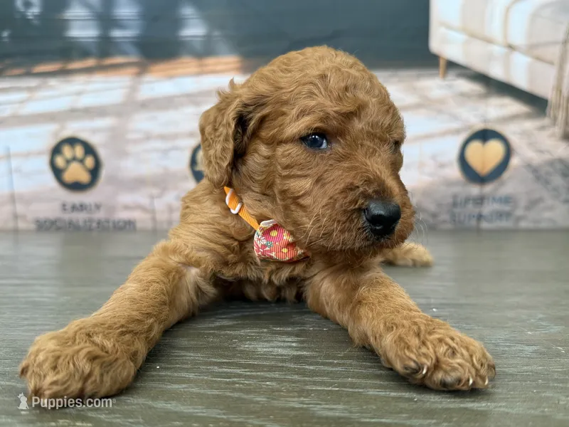 AKC- Charlie – Poodle - Standard  puppy for sale in Cape Coral, FL