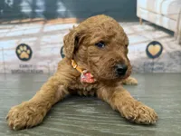 AKC- Charlie, a male Poodle - Standard  for sale in Cape Coral, FL – 1 of 5