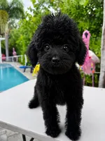 AKC Sophie, a female Poodle - Standard  for sale in Cape Coral, FL – 4 of 5