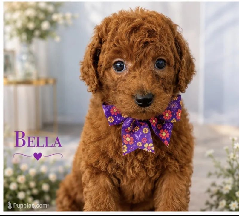 AKC-Milly – Poodle - Standard  puppy for sale in Cape Coral, FL