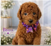 AKC-Milly, a female Poodle - Standard  for sale in Cape Coral, FL – 1 of 4