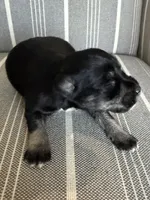 Lilly, Ben, Jak, a male Miniature Schnauzer for sale in Cape Coral, FL – Photo 3 of 5