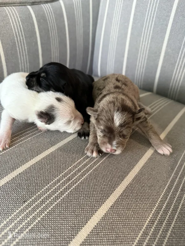 Lilly, Ben, Jak, a male Miniature Schnauzer for sale in Cape Coral, FL – Photo 1 of 5