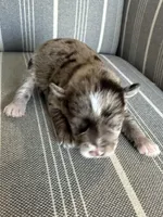 Lilly, Ben, Jak, a male Miniature Schnauzer for sale in Cape Coral, FL – Photo 4 of 5