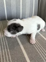 Lilly, Ben, Jak, a male Miniature Schnauzer for sale in Cape Coral, FL – Photo 2 of 5