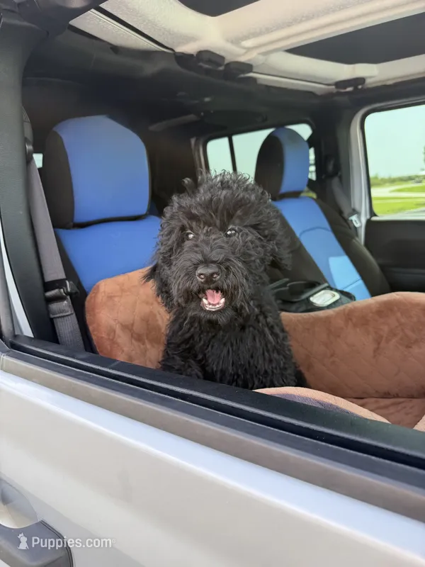 AKC Sophie – Poodle - Standard  puppy for sale in Cape Coral, FL
