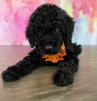 AKC-Izzy , a female Poodle - Standard  for sale in Cape Coral, FL – Photo 2 of 4