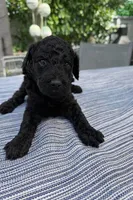 Izzy-Tina, a female Poodle - Standard  for sale in Cape Coral, FL – Photo 3 of 3