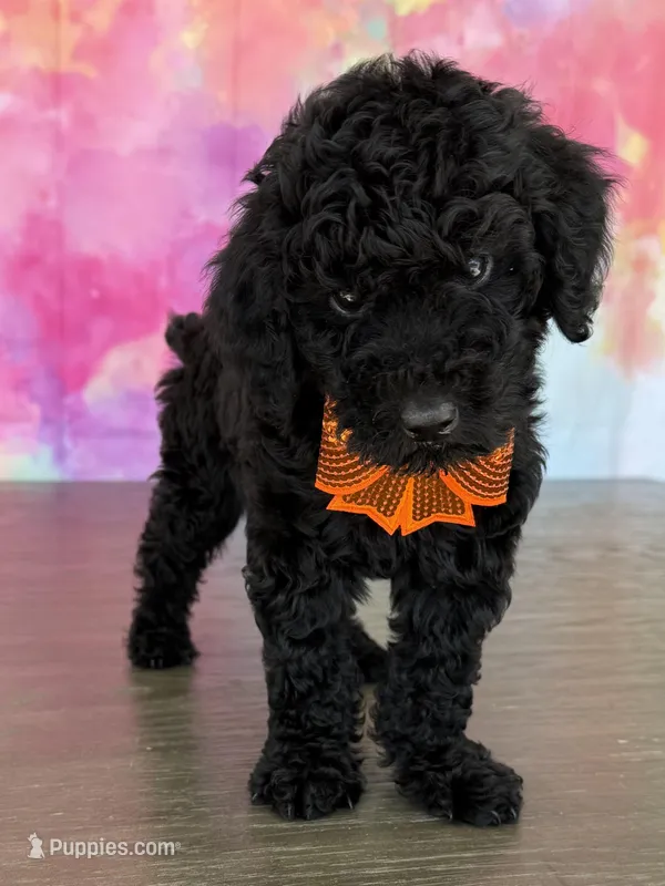AKC-Izzy  – Poodle - Standard  puppy for sale in Cape Coral, FL
