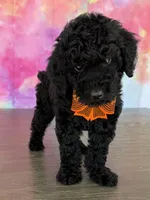 AKC-Izzy , a female Poodle - Standard  for sale in Cape Coral, FL – Photo 1 of 4