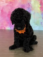 AKC-Izzy , a female Poodle - Standard  for sale in Cape Coral, FL – Photo 3 of 4