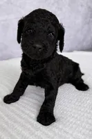 Izzy-Tina, a female Poodle - Standard  for sale in Cape Coral, FL – Photo 2 of 3