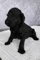 Izzy-Tina, a female Poodle - Standard  for sale in Cape Coral, FL – Photo 1 of 3