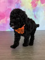 AKC-Izzy , a female Poodle - Standard  for sale in Cape Coral, FL – Photo 4 of 4