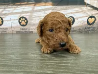 AKC-Milly, a female Poodle - Standard  for sale in Cape Coral, FL – 5 of 6