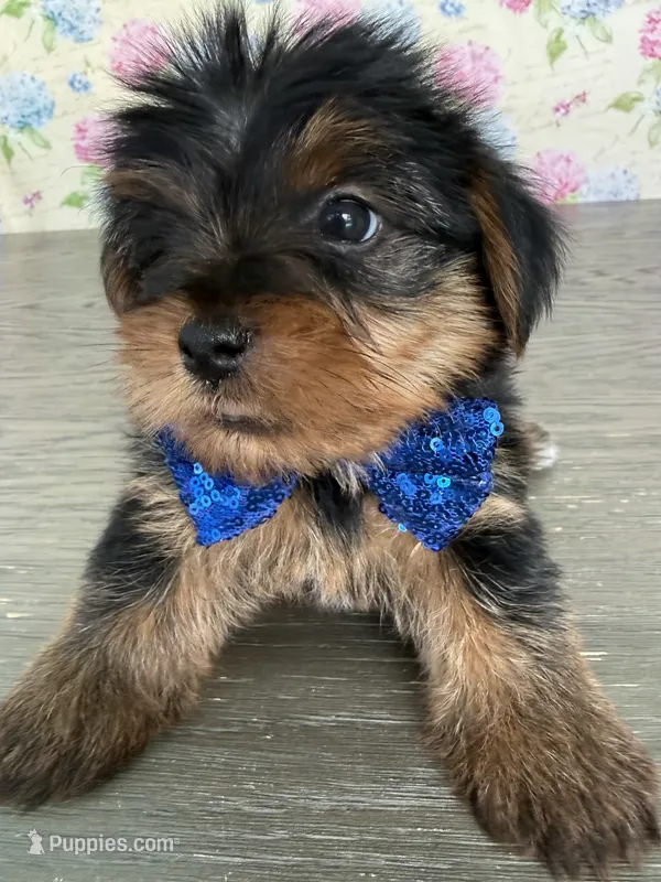 Tito – Yorkshire Terrier puppy for sale in Cape Coral, FL