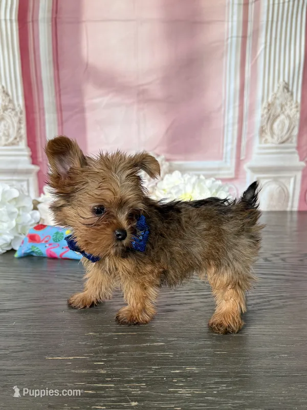 Tiny-West 1 Lbs – Yorkshire Terrier puppy for sale in Cape Coral, FL