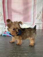 Tiny-West 1 Lbs, a male Yorkshire Terrier for sale in Cape Coral, FL – 1 of 6