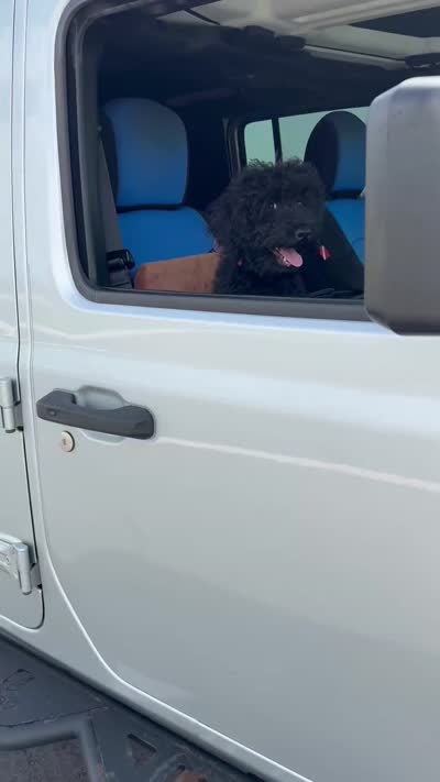 AKC Sophie, a female Poodle - Standard  for sale in Cape Coral, FL – 4 of 4