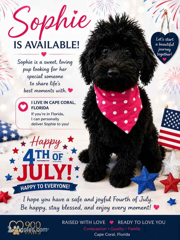 AKC Sophie – Poodle - Standard  puppy for sale in Cape Coral, FL