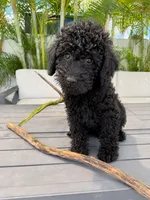 AKC Sophie, a female Poodle - Standard  for sale in Cape Coral, FL – 3 of 5