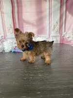 Tiny-West 1 Lbs, a male Yorkshire Terrier for sale in Cape Coral, FL – 6 of 6