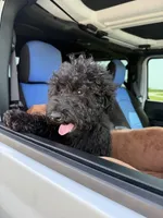 AKC Sophie, a female Poodle - Standard  for sale in Cape Coral, FL – 2 of 4