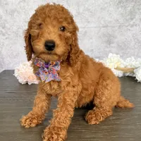 AKC- Lucy, a female Poodle - Standard  for sale in Cape Coral, FL – Photo 2 of 4