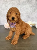 Lucy, a female Poodle - Standard  for sale in Cape Coral, FL – Photo 2 of 4